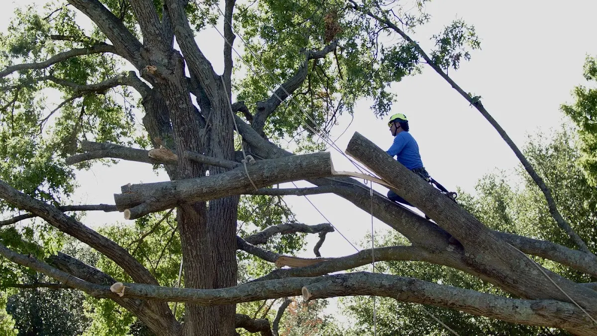 Professional Crown Thinning performed by certified arborists in Babson Park